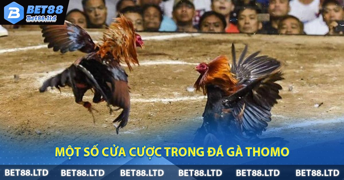 Một số cửa cược trong Đá gà Thomo